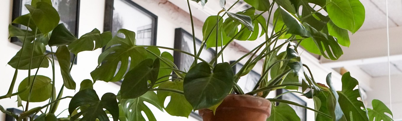 <?php echo pulse_output(); ?>